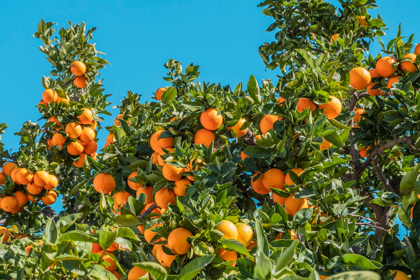 Los mejores químicos para cultivos saludables
