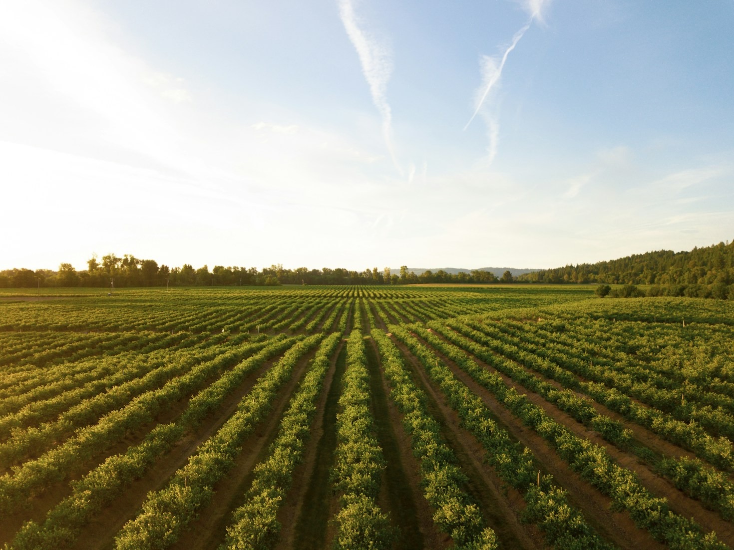 El futuro de la mecanización agrícola nacional